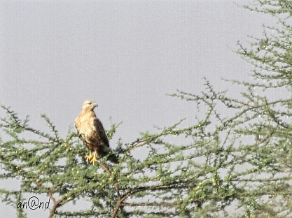 Long-legged Buzzard